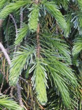 Picea omorika 'Pendula Bruns' 3 May 2007.jpg