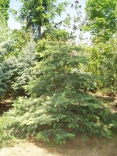 Picea pungens 'Green Goose' May 2007.jpg