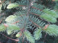 Picea pungens 'Green Goose' 2 May 2007.jpg