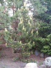 Pinus contorta 'Taylor's Sunburst' May 2007.jpg