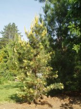 Pinus contorta 'Taylor's Sunburst' 3 May 2007.jpg