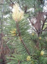 Pinus contorta 'Taylor's Sunburts' 2 May 2007.jpg