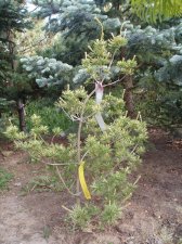 Pinus parviflora 'Ogon Janome' May 2007.jpg