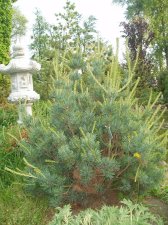 Pinus parviflora 'Shi On' May 2007.jpg