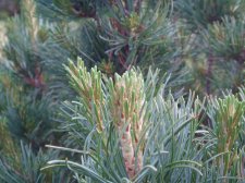Pinus parviflora 'Shi On' 3 May 2007.jpg
