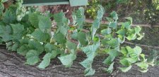 Plant-2a.JPG