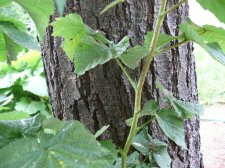 Plant-2c.JPG
