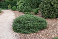 PiceaAbiesSherwoodGemHabitBA.jpg