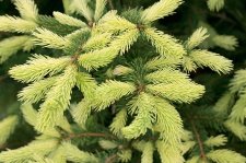 PiceaGlaucaMac'sGoldFoliageClose (2)BA.jpg