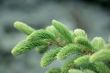 PiceaGlehniiFoliage1DBG.jpg