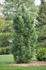 PinusCembraChaletHabit (1).jpg