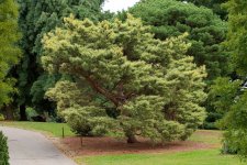 PinusDensifloraOculusDraconisHabitDA.jpg