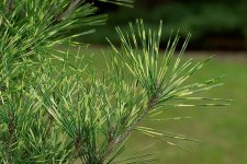 PinusDensifloraOculusDraconisFoliage2 (1)SGC.jpg