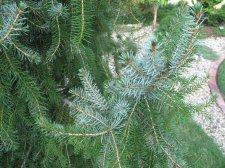 IMG_1130.jpg