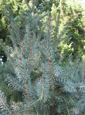 IMG_1132.jpg