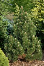 PinusLeucodermisCompactGemHabit.jpg