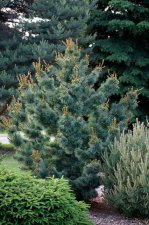 PinusParvifloraPetersonHabit.jpg