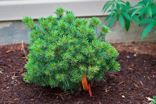 PinusStrobusMinutaHabit.jpg