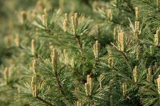 PinusStrobusMinutaFoliage (1)DBG.jpg