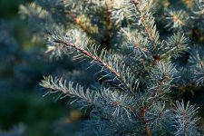 PseudotsugaMenziesiiWycoff'sBigBlueFoliageBA.jpg