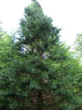Sciadopitys_verticillata.jpg