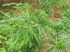 Sciadopitys_verticillata1.jpg