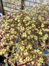 IMG_5614.jpeg