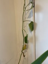 IMG_9822.jpg