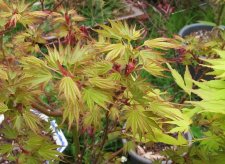 acerp-okushimo_240321a.jpg