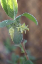 IMG_2181 - Lonicera caerulea var. edulis 'blue velvet'.JPG