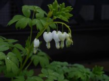P9800282-lamprocapnos-spectabilis-alba.JPG