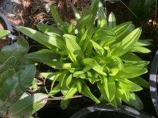IMG_1455.jpeg