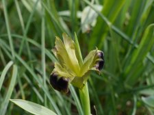 P9800414-iris-tuberosa.JPG