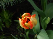 P9800400-tulip.JPG