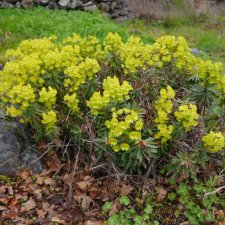 2024 Euphorbia x martinii 'Rudolph'.JPG