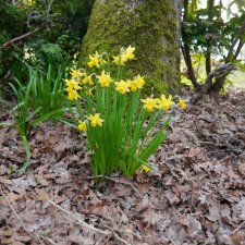 2024 Tete-a-tete daffodils.JPG