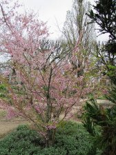 IMG_4406b.jpg