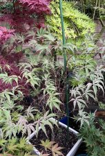 IMG_5871.jpeg