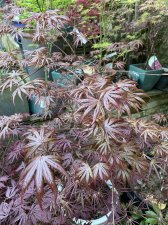 IMG_5904.jpeg