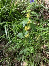 IMG_6475.jpeg