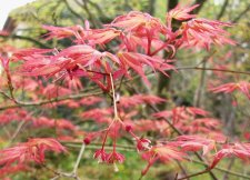 acerp-momoiro_240321b.jpg