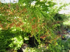 acerp-kotonoito_240414a.jpg