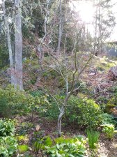 2024 April 16 Acer 'Osakazuki'.jpg
