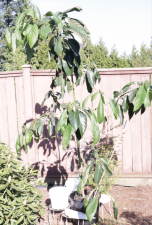 Avocado1_April2024.PNG