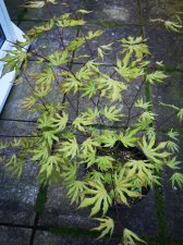 IMG_20240420_082351.jpg