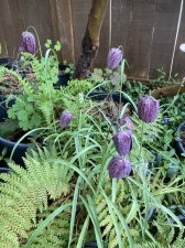 IMG_2804.jpeg