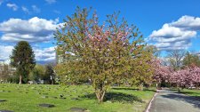 Kanzan-avium_FraserCemetery_Cutler_20240421_172243.jpg