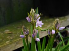 P9800719-scilla-palepink.JPG