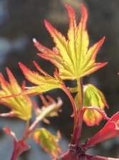IMG_3356.jpeg