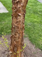 IMG_6050.jpeg
